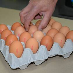 To improve traceability of eggs and protect public health in the event of a food poisoning outbreak, from November 26, NSW egg producers need to stamp each egg with a unique identifying mark that will enable them to be easily traced back to the farm where it was laid. 