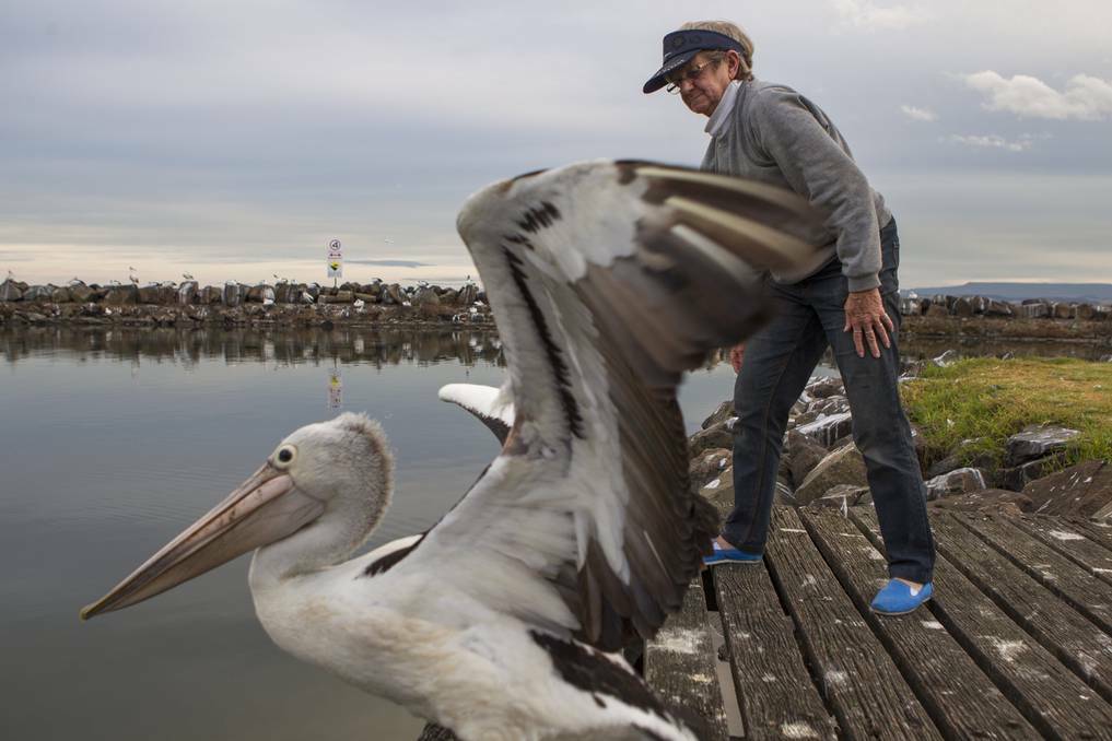 Betty Spilsted, from Australian Seabird Rescue, releases a pelican that was bashed in Kiama. Picture: CHRISTOPHER CHAN  