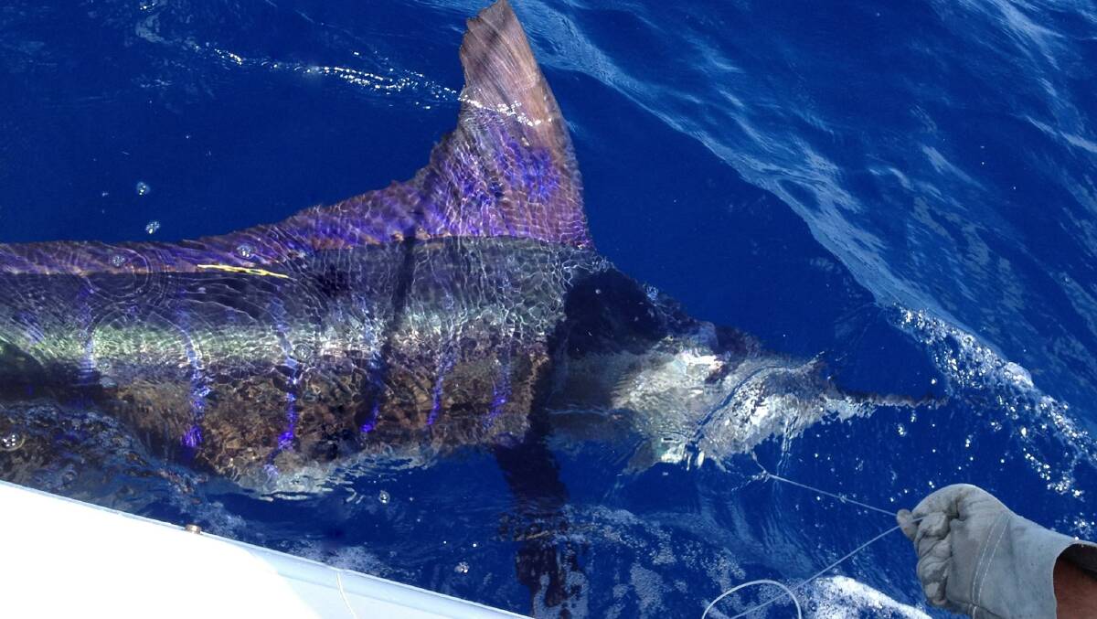 A striped marlin tagged and released by Ulladulla Sport and Gamefishing Club member George Lirantzis on the boat Side Effect on March 23, 2014 was recently reported as recaptured by Darren Buttigieg of Greenvale Sport and Gamefishing Club. 