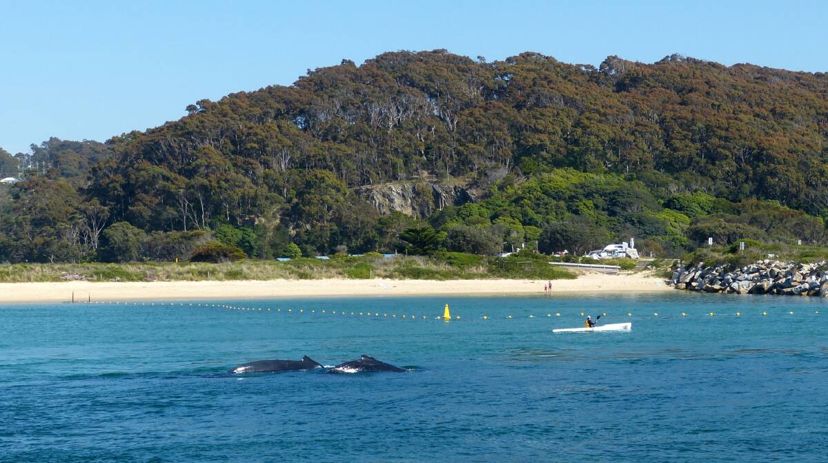 Photos of the amazing recent whale encounter up Narooma inlet