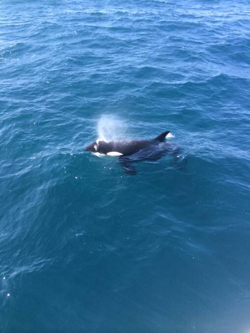 Photos of the orcas and whales off Narooma
