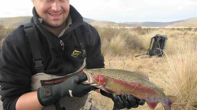NICE RAINBOW:  A nice fat and healthy stream-run rainbow trout caught in the Snowy Mountains.