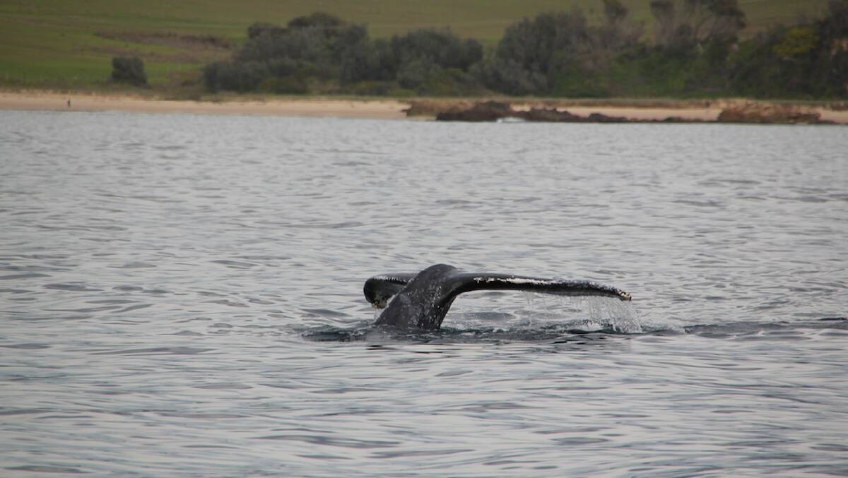 WHALE TAIL: Narooma Charters spotted the first whale of the season on Wednesday off Narooma Surf Beach, which delighted the Travelling Vikings travelling on board and who snapped these shots. Photo by S. Valgeirsson