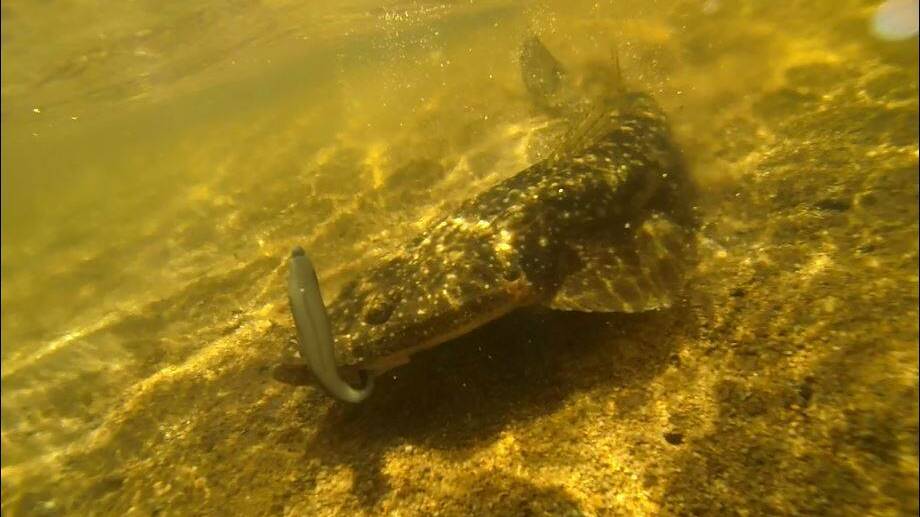 UNDERWATER SHOTS: Rob Shaw of the Bermagui kayak group was also it again in of his local rivers on Easter Sunday getting a couple of nice underwater shots on the GoPro. 