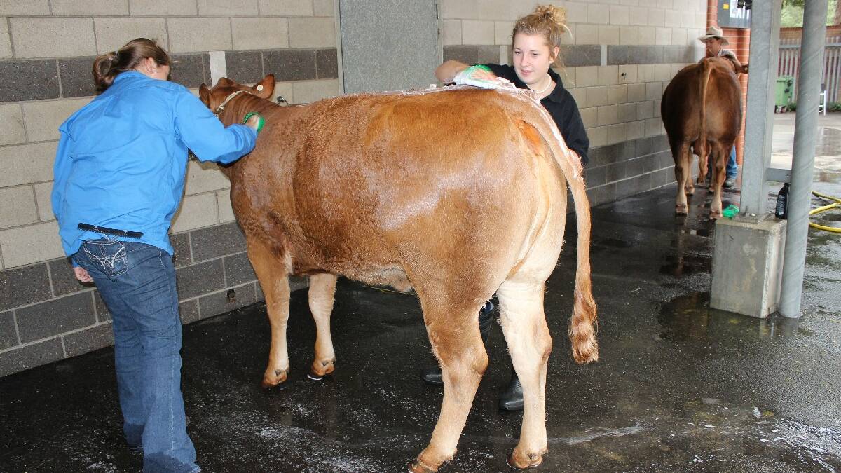 HEIFER HAIR ROOM: Narooma High School students Kira Arnold pictured left is with fellow student Tailem Brown where Honey receives the shampoo treatment at this year’s Royal Easter Show. 
