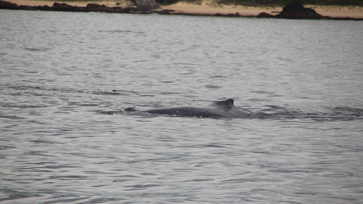 FIRST WHALE: Narooma Charters spotted the first whale of the season on Wednesday off Narooma Surf Beach, which delighted the Travelling Vikings travelling on board and who snapped these shots. Photo by S. Valgeirsson