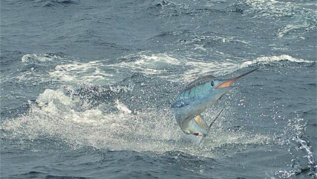 JUMPING MARLIN: One of the marlin that fishing show presenter Micah Adams hooked up to on Friday. 