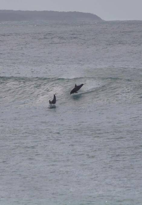 DOLPHIN SURF: Peta Shaw of Bermagui snapped some great pics of dolphins playing in the surf while she was on surf patrol at Horseshoe Bay yesterday.