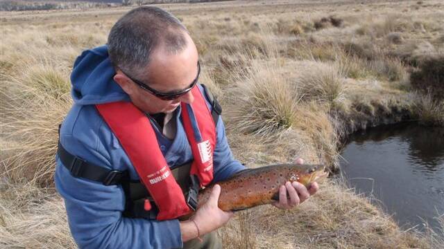 NICE BROWN: Another nice spawning run brown trout caught in the Snowy Mountains.