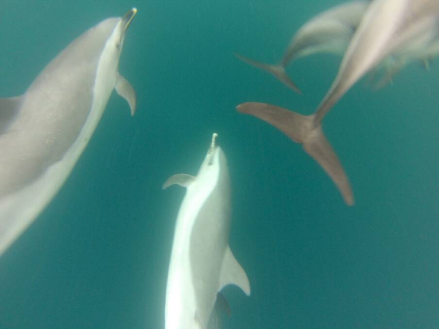 DOLPHIN ENCOUNTER: A large pod of pantropical spotted dolphin rides the bow wave just off the continental shelf off Bermagui. Photos by Stan Gorton