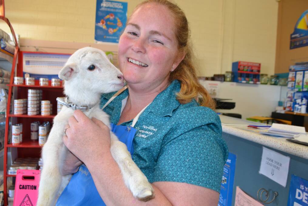 BARRY LAMB: Barry the five-day-old dorper lamb and vet nurse Sheree Everson at the Narooma Veterinary Hospital will be okay on Thursday’s power outage as a generator has been hired. 