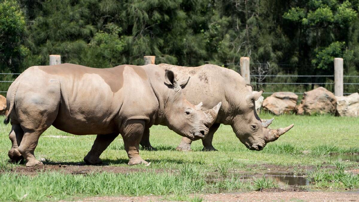 LARGEST RESIDENTS: Weighing up to 4000kg and standing up to 1.8metres tall, the Zoo's newest and largest residents, “Kei” and “Jabari”. 