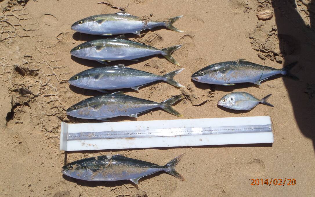 RAT KINGFISH: Some of the undersized kingfish seized by DPI fisheries officers during the Sydney operation. 