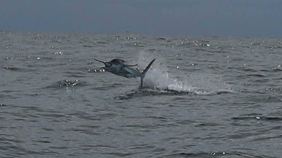 Fantastic photos of leaping marlin off Narooma