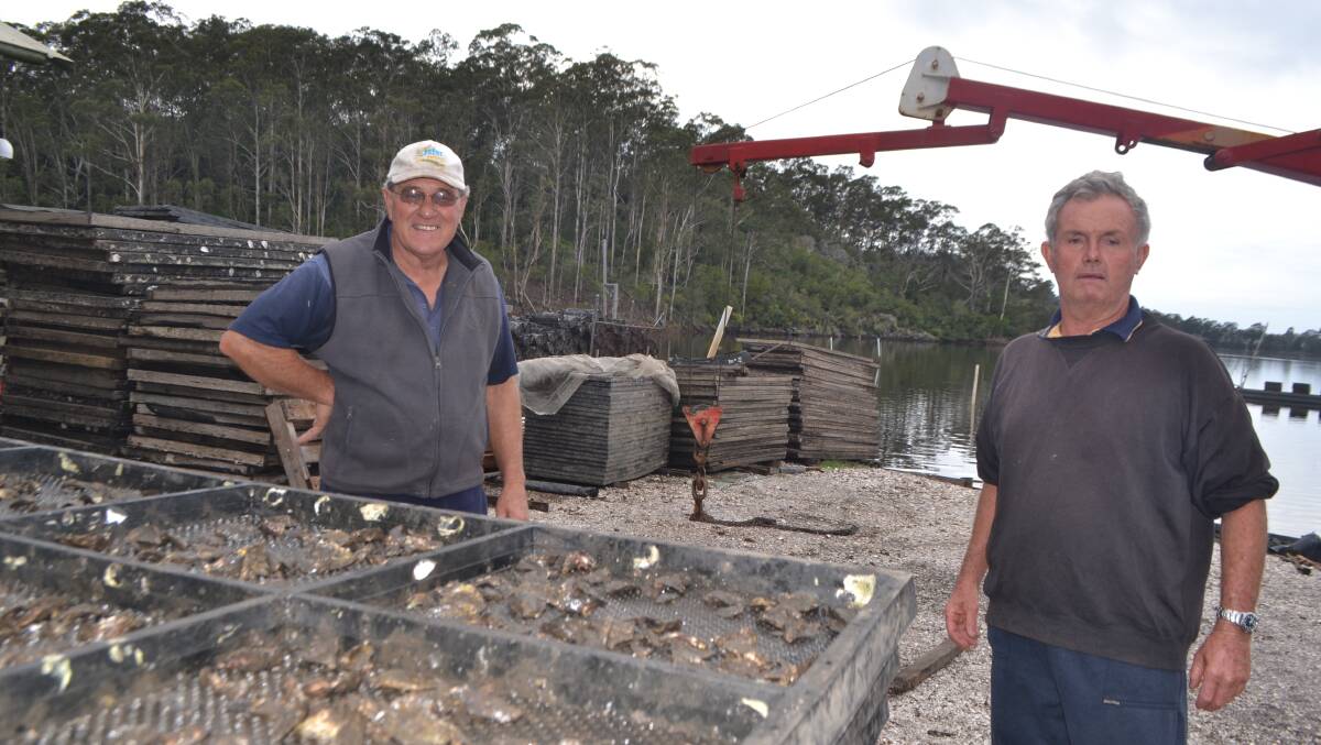 NAROOMA GROWERS: While oysters have been procured from up the coast, Narooma growers David Maidment and John Ritchie are keeping fingers crossed that Wagonga oysters will be available for the Narooma Oyster Festival.