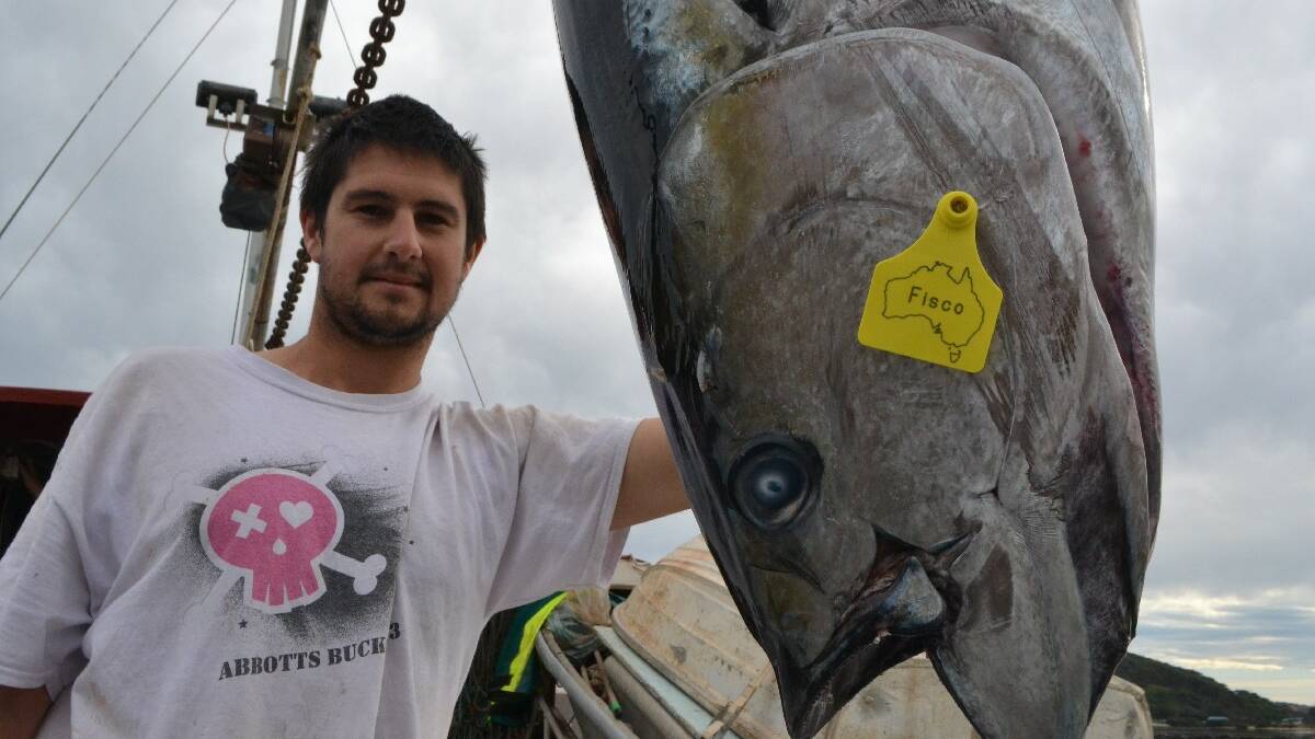 The Fisco 1 unloads yellowfin tuna at Narooma wharf 