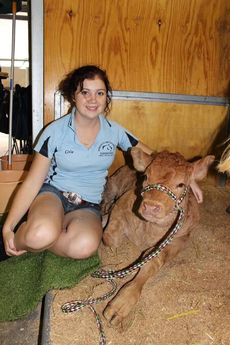 CALF CARER: Narooma High student Nicole Negus pictured left caring for calf Kipp is a special inclusion at this year’s Narooma High Ag entourage at The Royal Easter Show. 