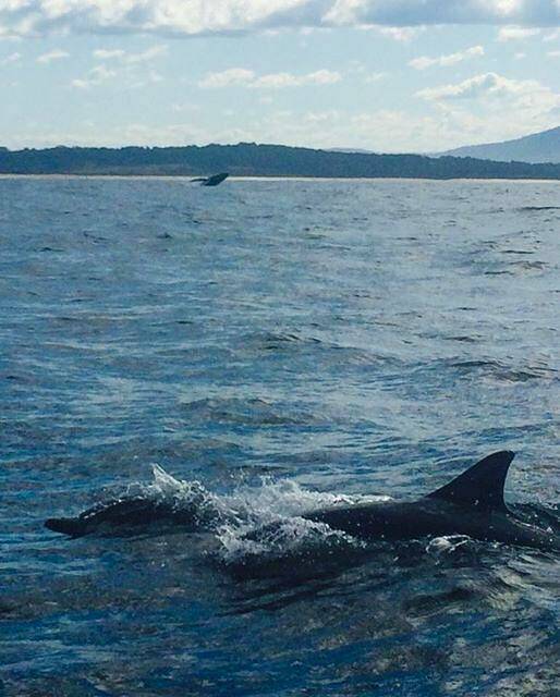 WHALE SPOTTING: Peta Shaw snapped this great shot of two dolphins with a whale breaching in the background off Bermagui on Sunday. There are reports of lots of whales and schools of pilchards and bait fish off Dalmeny, Narooma and Bermagui. This photo was a big hit on the Narooma News Facebook page getting 230 likes and 39 shares.  