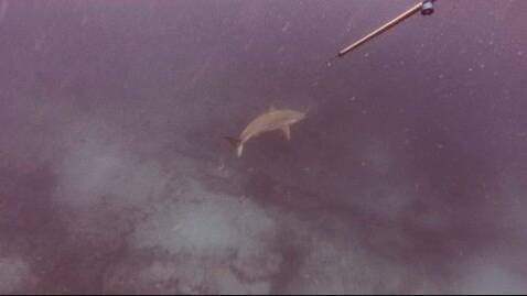 
SHARKS APLENTY: Jared Higgs and his diving mates spotted plenty of bronze whalers during their spearfishing session.
