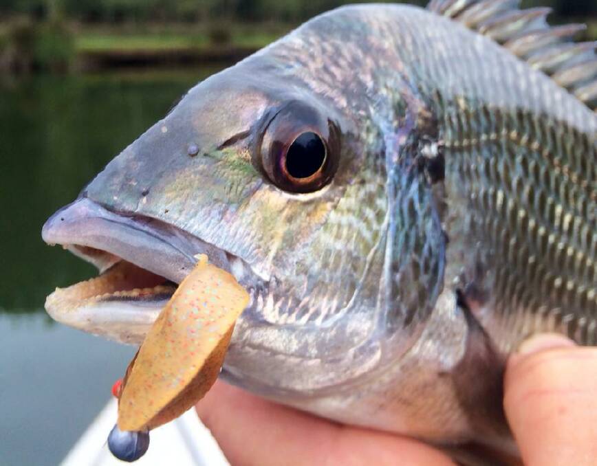 EDITOR CATCH: Narooma News editor Stan Gorton got this colourful bream on the Tuross River last week.