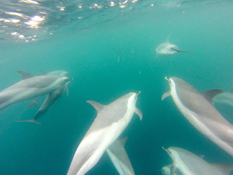 DOLPHIN ENCOUNTER: A large pod of pantropical spotted dolphin rides the bow wave just off the continental shelf off Bermagui. Photos by Stan Gorton