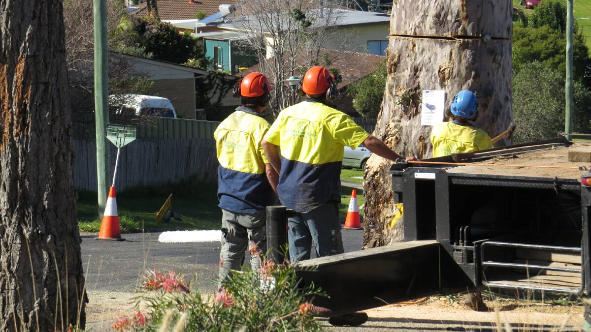 Photos by David Andrew of the big gum tree coming down on Wilcocks Avenue