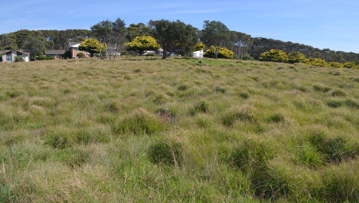 ENDANGERED HABITAT: Two patches at Duesbury Point and Duesbury Beach burned last August are already sporting healthy clumps of kangaroo grass interspersed with other native plants. 