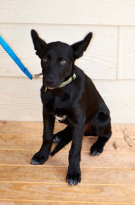 LITTLE ZORRO: Zorro, the male, kelpie cross border collie puppy is really is a very lovely pup and will be a lively addition to someone's family