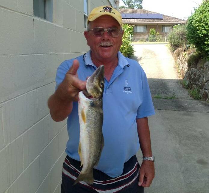 Narooma News' Brian Brown caught this 44cm Whiting in Mummaga Lake Dalmeny during the week.