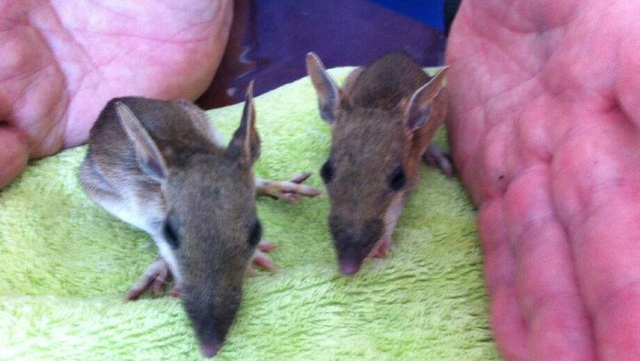 BABY BANDICOOTS: These gorgeous joeys were taken into care by WIRES after they were abandoned by their mother.