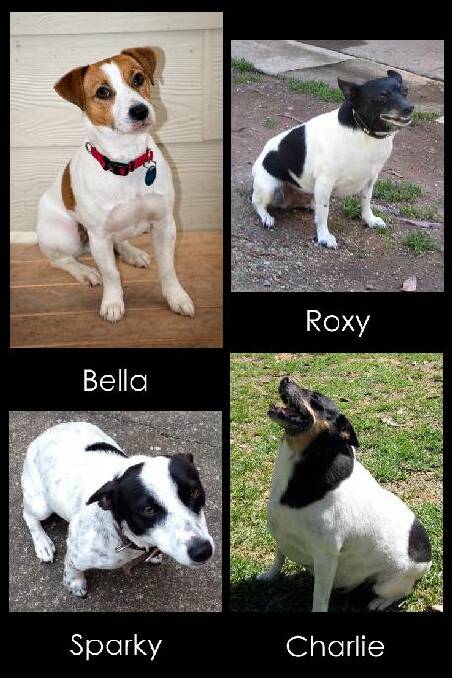 LOVELY LADIES: The Eurobodalla branch of the Animal Welfare League has these four ladies up for adoption.