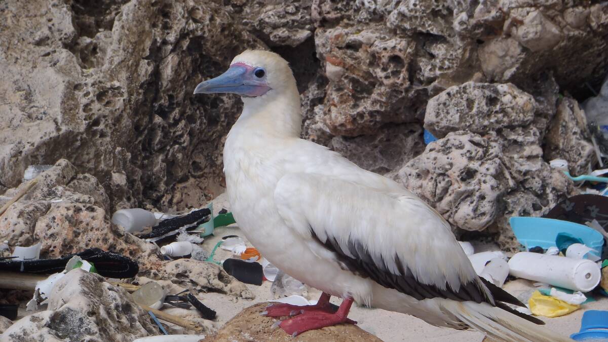 Seabirds under threat as plastic builds