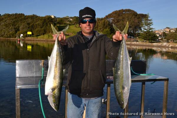 KINGS: Benny Bolton of the Narooma charter boat Playstation was able to search out the kings finding them at Potato Point.
