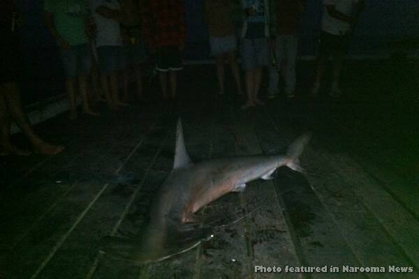 Hammerhead sharks now protected in NSW