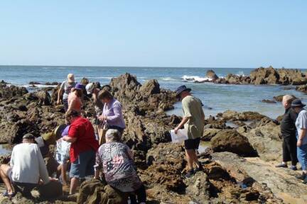 SHORE SURVEY: Sapphire Coast Marine Society members explore rock pools at Cuttagee, near Bermagui, to trial survey methods to be used during the Bermagui Bioblitz.