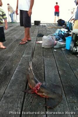 WHARF SHARKS: The killing of hammerhead sharks off the Tathra Wharf that occurred last summer will no longer be allowed.