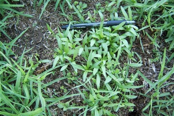 SEEDLINGS: Be on the look-out for fireweed seedlings at the moment...