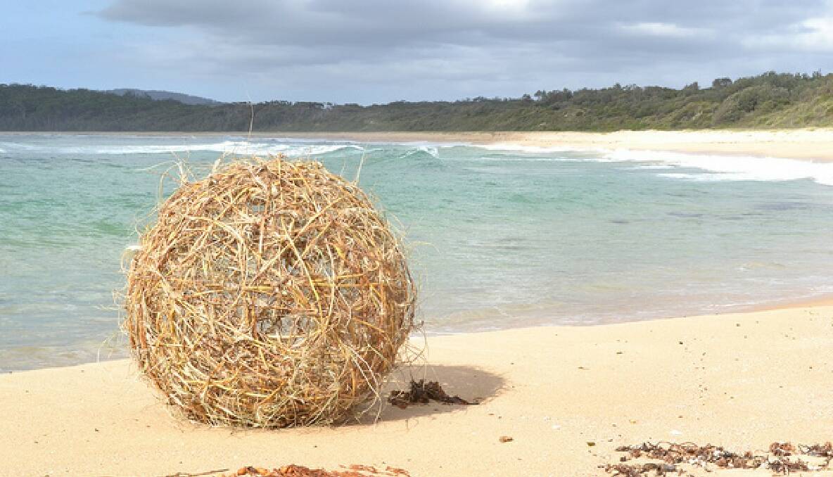 MARRAM BALL: Dean Ware hopes to complete a fresh marram grass ball for the upcoming Sculpture on the Edge event at Bermagui. 