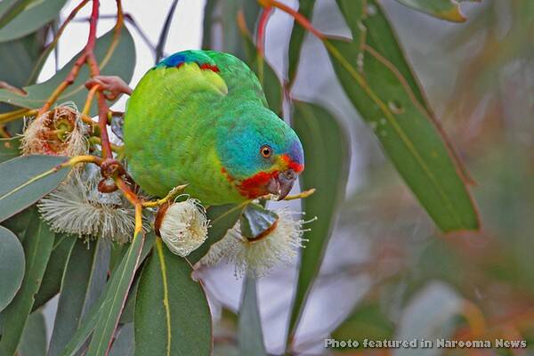 ENDANGERED: The Swift Parrot is listed as endangered, both nationally and in NSW, and at last count, the population was estimated at fewer than 2,000 birds. Photo by Chris Tzaros