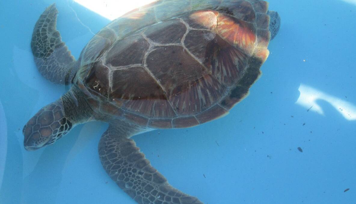 Diamond the green sea turtle is recovering... 