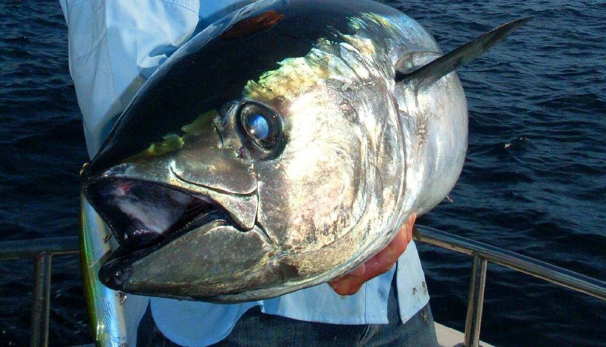 BLUEFIN HIT: Bluefin tuna have arrived on the South Coast, but are hit or miss. 