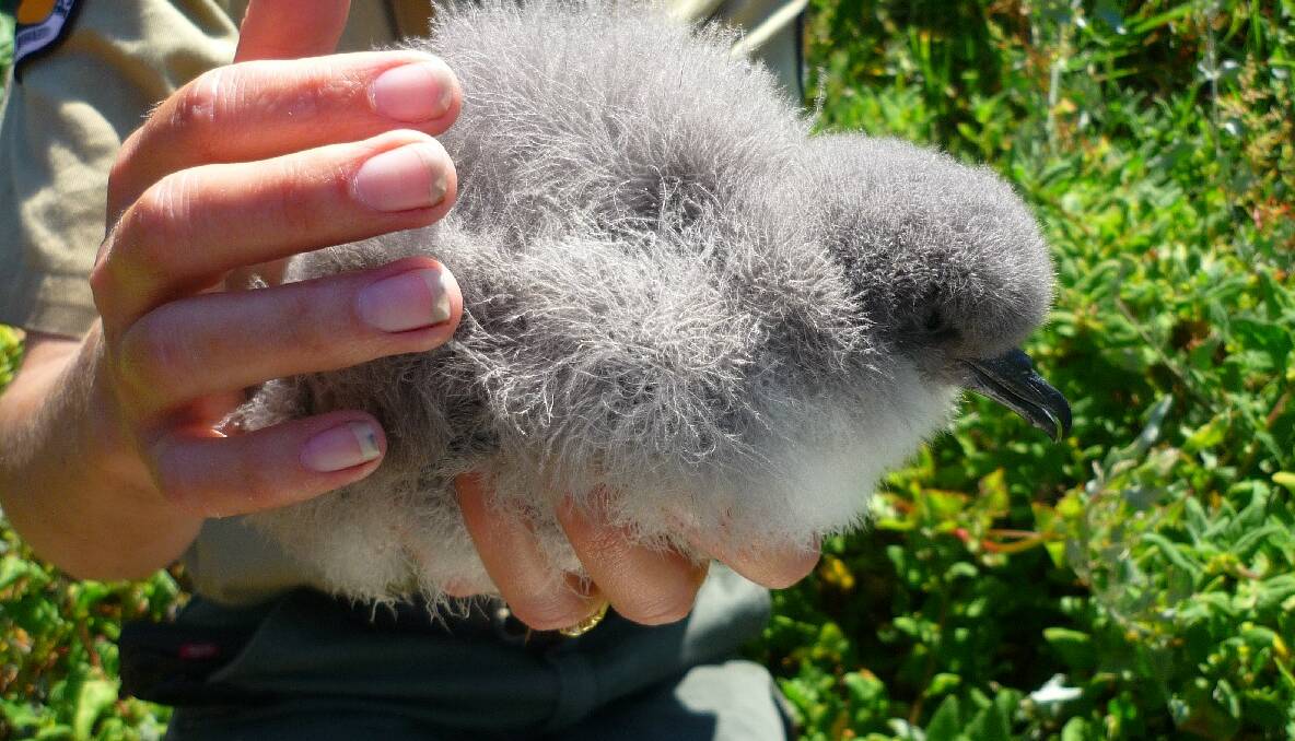 A close up of the very fluffy and cute chick...
