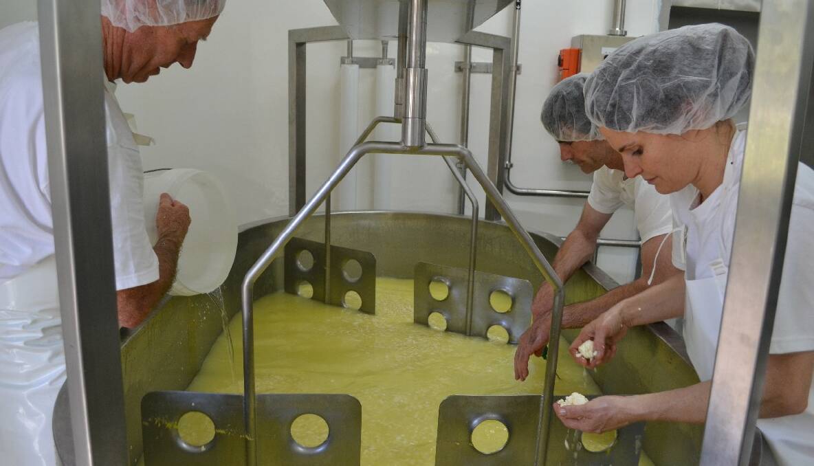 CHEESE PRODUCTION: Hard at work getting the curds and whey just right to make Harvarti semi-soft cheese last Thursday are Geoff Southam, Troy Charnock and Erica Dibden. 