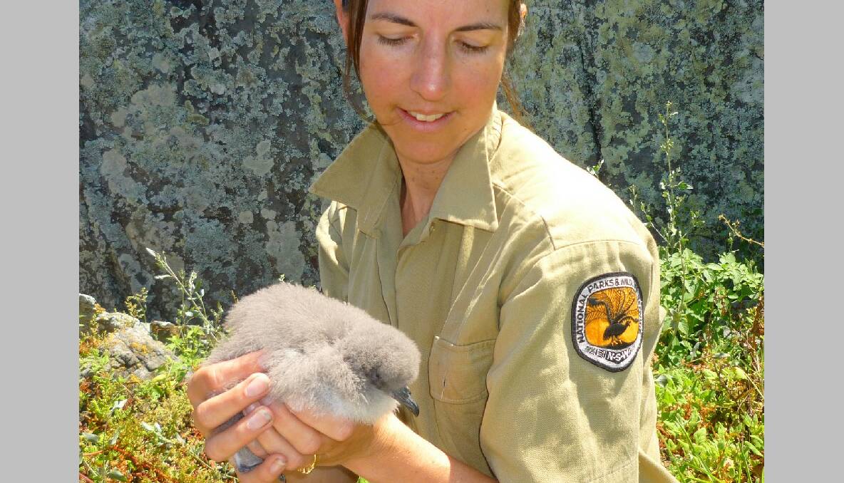 CLUCKY: Dr Amy Harris and the fluffy Goulds Petrel chick a new arrival on Montague Island, the first recorded ever on the island.  
