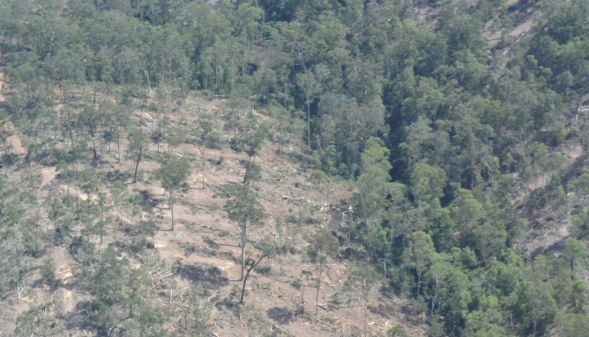 INTENSE LOGGING: One of the more intensive logging operations was located on a ridge in the Mogo State Forest with the Greens questioning the extent of clearing and lack of buffers to the gullies.  