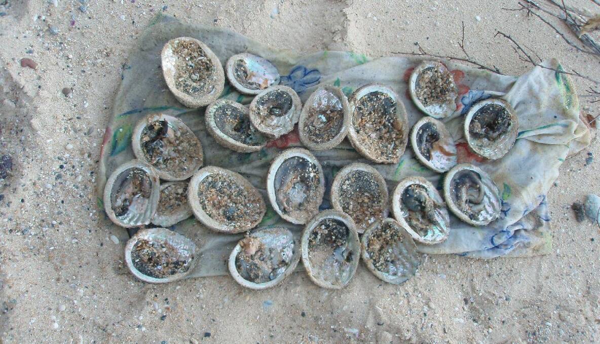 SHUCKED ABALONE: About 20 of the shucked abalone seized by Fisheries were undersized anyway. 