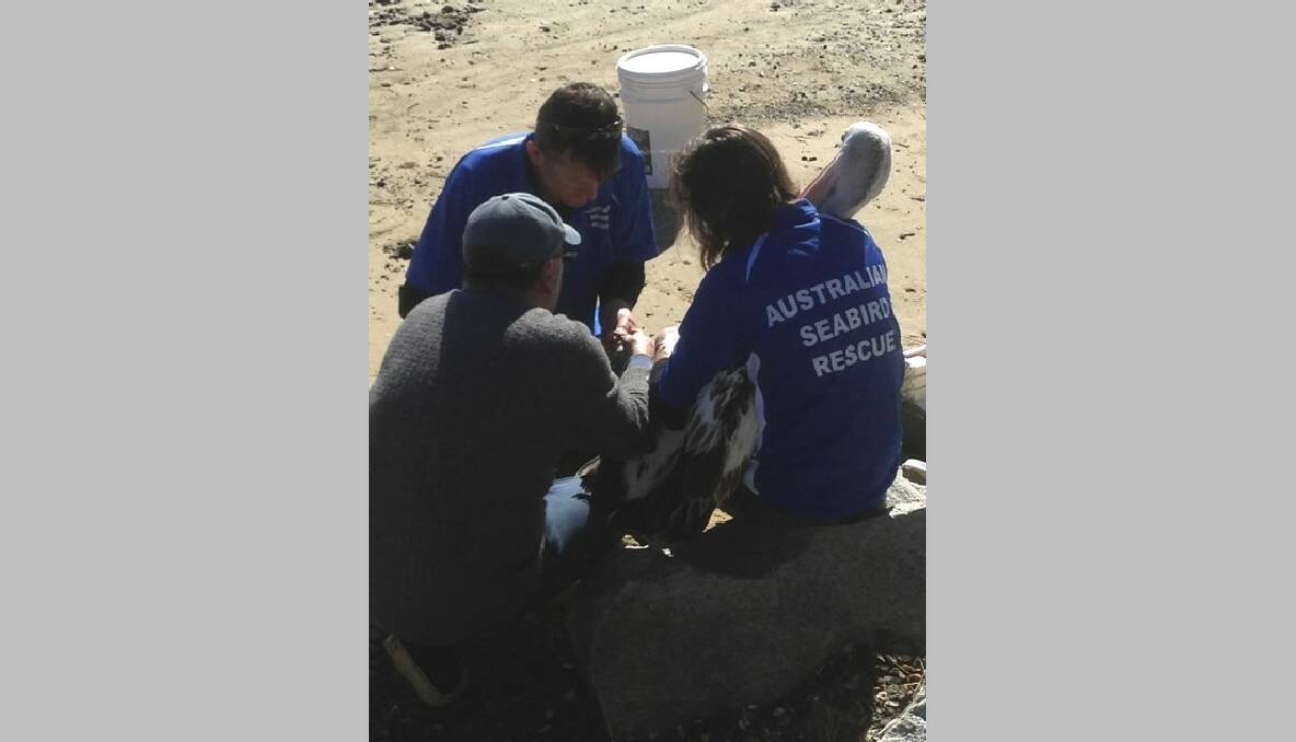 SEABIRD SURGERY: ASR volunteers and the community member that called in the entanglement work to remove the hook from the pelican’s foot. 