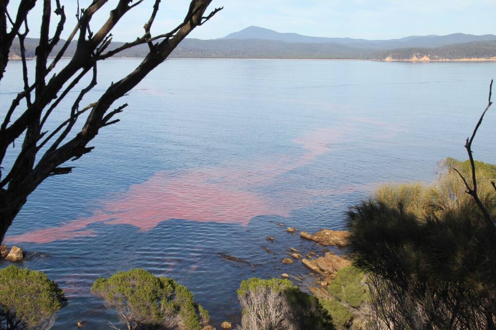 PRETTY IN PINK: The dense noctiluca scintillans bloom in Snug Cove at Eden last week. Photo by Jenny Rob 