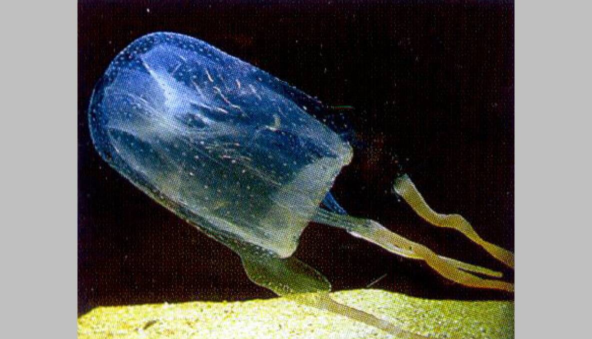 FIRE JELLY: The other suspected culprit is the fire jellyfish. 