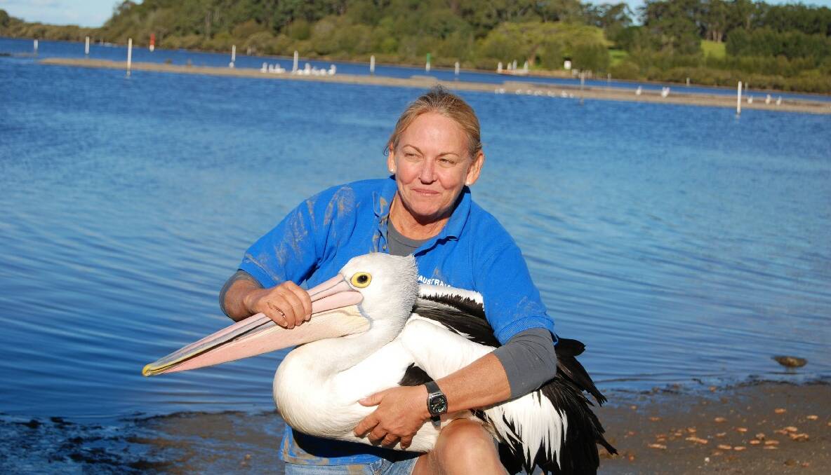 PELICAN RESCUE: Australian Seabird Rescue volunteer Julie Dunn rescues another pelican in trouble. Photo by Bonnie Cassen 